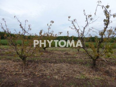 Xanthomonas arborícola pv. pruni